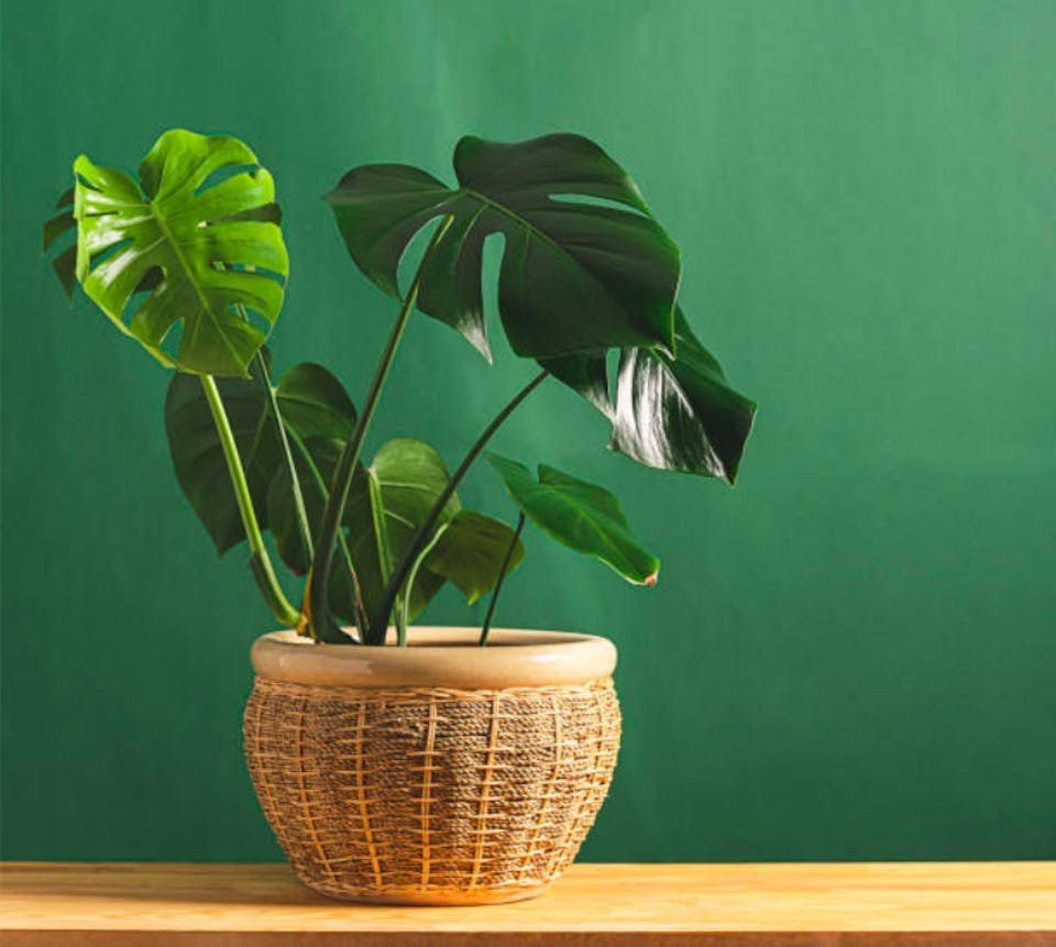 Planter til badet Planter til badet